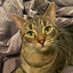Jan Kitty.